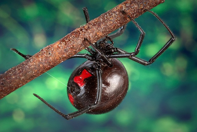 černá vdova pavouk
