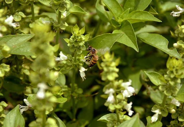 včela na rostlině