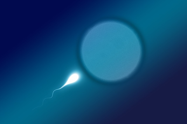 spermie u vajíčka
