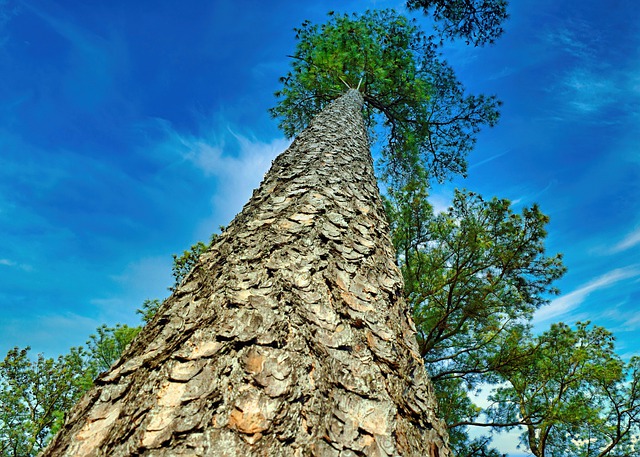 Strom-borovice (záběr do koruny stromu)